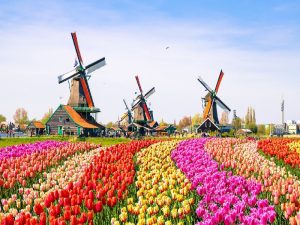Vận chuyển hạt điều từ Việt Nam di Hà Lan