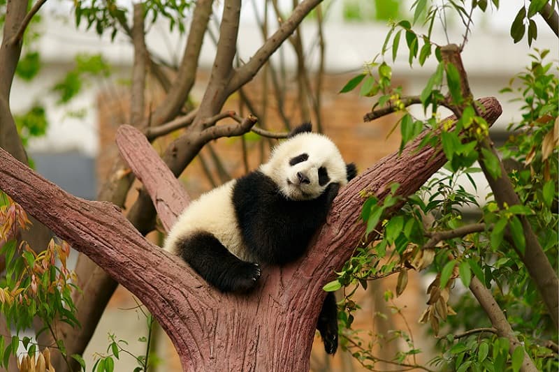 Gấu trúc Thành Đô