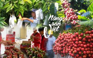 Xuất Khẩu Nông Sản Việt Nam Sang Canada: Cơ Hội Tăng Trưởng Và Những Thách Thức Doanh Nghiệp Cần Biết